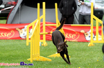 Zawody Agility Podlasie 2014