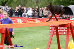 Zawody Agility Podlasie 2014