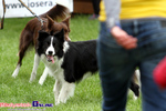 Zawody Agility Podlasie 2014