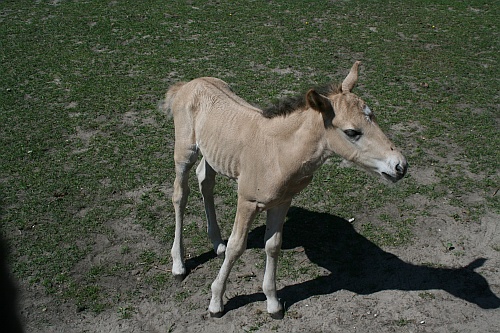 Nowy mieszkaniec białostockiego Akcentu Zoo