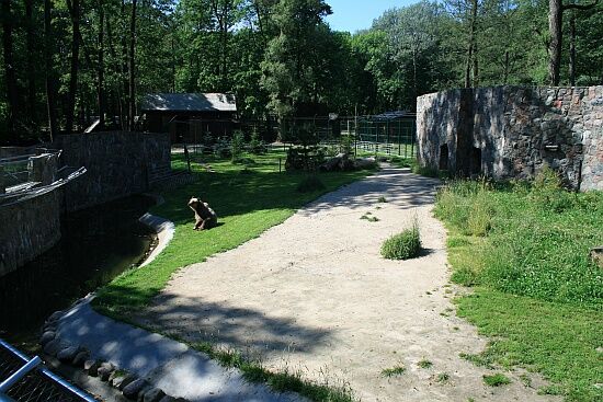 Po remoncie zoo niedźwiedzie zyskały nowy wybieg