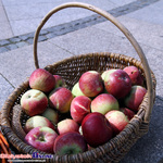 2014.08.10 - Jedz jabłka. Na złość Putinowi