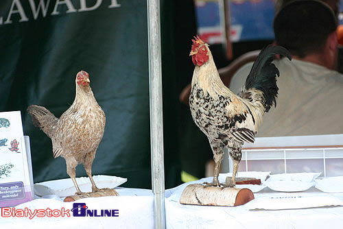 I Podlaski Targ Smaków