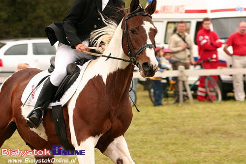 Otwarte Jeździeckie Mistrzostwa Białegostoku w Skokach przez Przeszkody