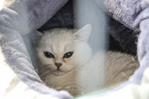 Międzynarodowa Wystawa Kotów Rasowych w Białymstoku