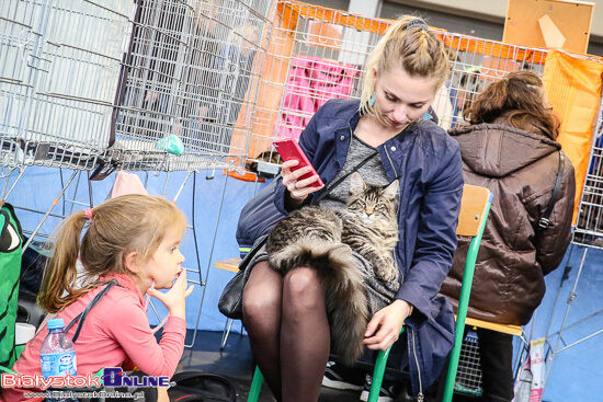 Międzynarodowa Wystawa Kotów Rasowych w Białymstoku