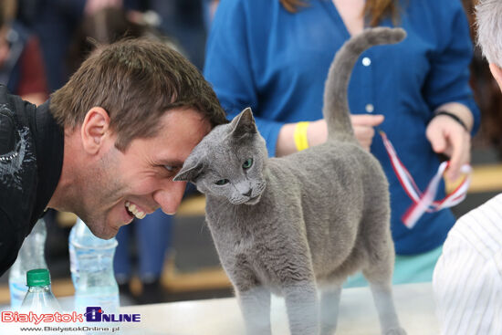 Międzynarodowa Wystawa Kotów Rasowych w Białymstoku