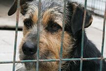 Harcerze w Schronisku dla Zwierząt w Białymstoku