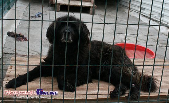 Harcerze w Schronisku dla Zwierząt w Białymstoku