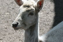 Akcent ZOO