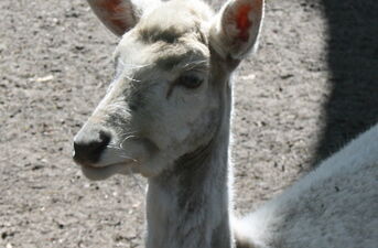 Akcent ZOO