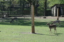 Akcent ZOO
