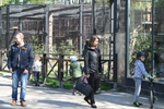 Akcent ZOO