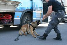 "Łap bandziora" - szkolenie psów policyjnych