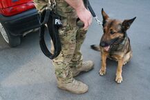 "Łap bandziora" - szkolenie psów policyjnych