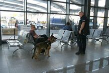 "Łap bandziora" - szkolenie psów policyjnych