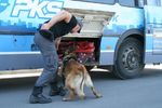"Łap bandziora" - szkolenie psów policyjnych