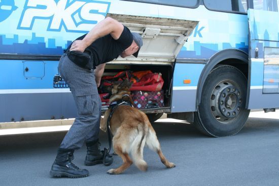 "Łap bandziora" - szkolenie psów policyjnych
