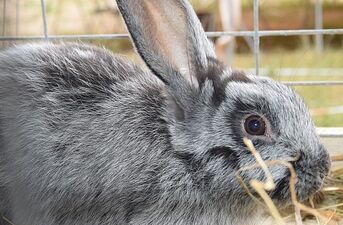 Regionalna Wystawa Zwierząt Hodowlanych w Szepietowie