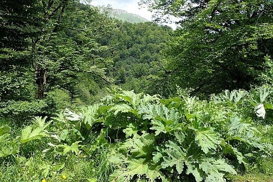 Barszcz Sosnowskiego na naturalnym stanowisku w Parku Narodowym "Dilidżan" w Armenii