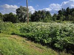 Barszcz Sosnowskiego rosnący wzdłuż torów kolejowych pod Kołobrzegiem