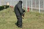 Ćwiczenia psów specjalnych w areszcie śledczym