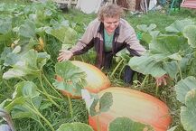 Gigantyczna dynia