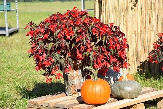 Targi Ogrodnicze "Jesień w sadzie i ogrodzie"