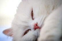 Międzynarodowa Wystawa Kotów