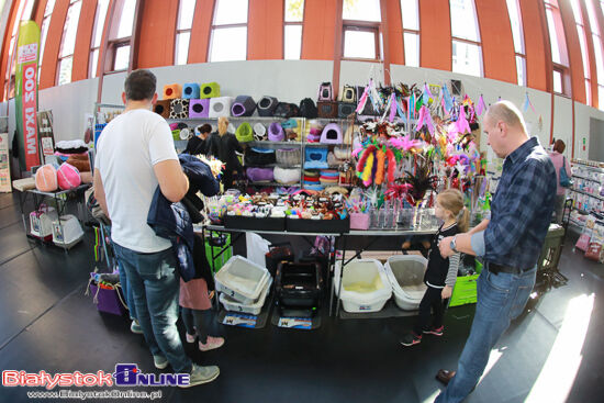 Międzynarodowa Wystawa Kotów