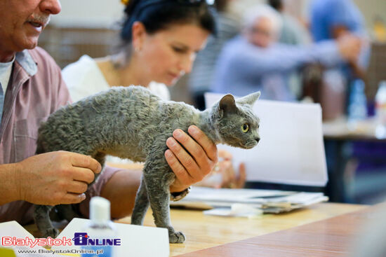 Międzynarodowa Wystawa Kotów