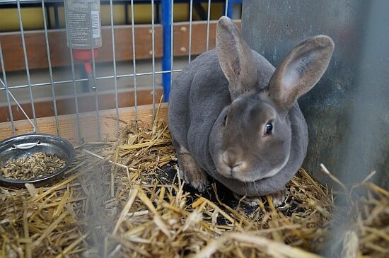 Wiosenne Targi Ogrodnicze w Szepietowie