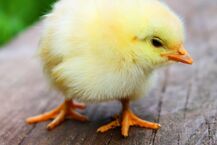 Życzenia wielkanocne - gotowe sentencje i wierszyki