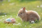 2019.04.16 - Życzenia wielkanocne - gotowe sentencje i wierszyki