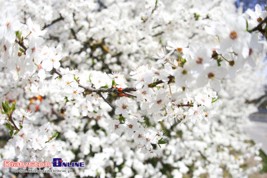 Święconki na stadionie miejskim