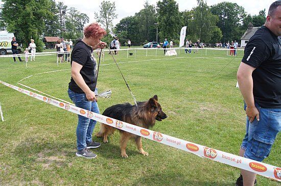 I Krajowa Wystawa Psów Rasowych Polskiej Federacji Kynologicznej