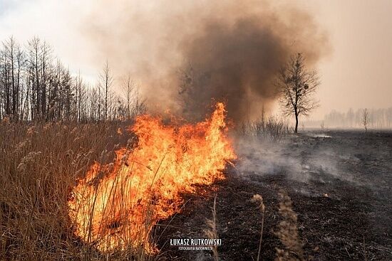 Pożar w Biebrzańskim Parku Narodowym