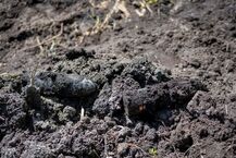 Pociski i granaty odkopane przy Muzeum Rolnictwa