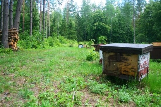 Pasieka w Królowym Moście