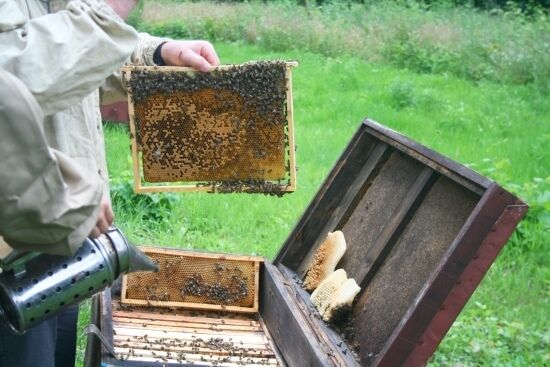 Pasieka w Królowym Moście