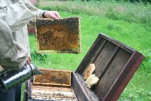 Pasieka w Królowym Moście