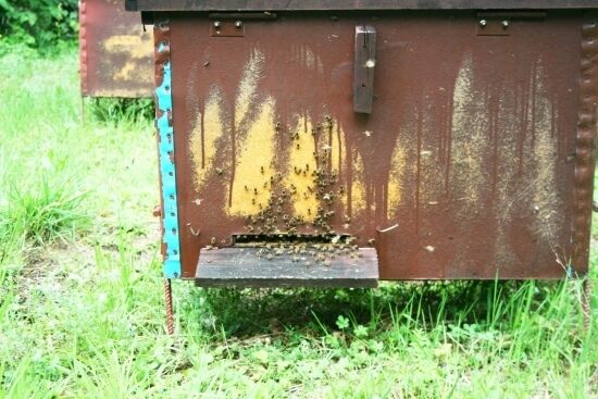 Pasieka w Królowym Moście