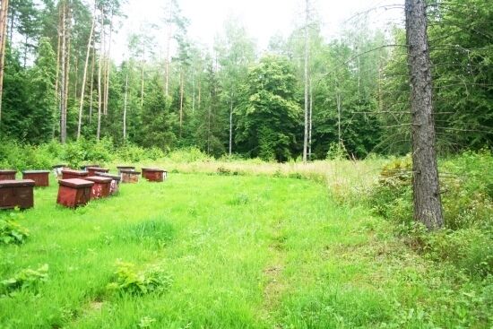 Pasieka w Królowym Moście