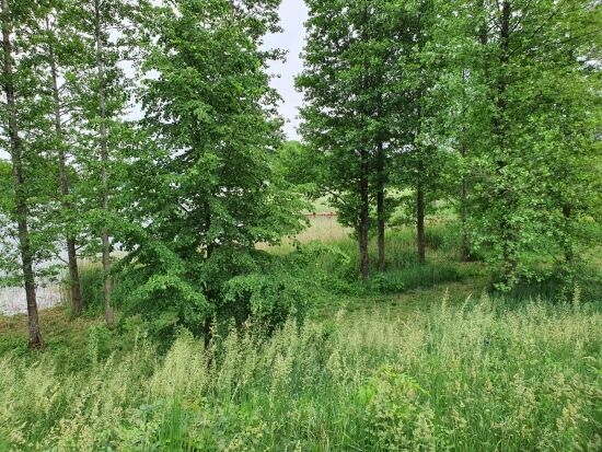 Czy to teren dawnego cmentarza w Białogórach?