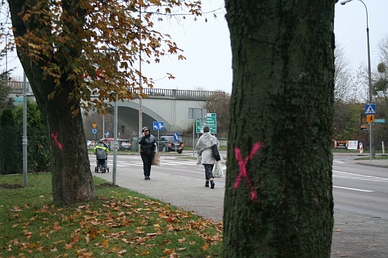 Al. Tysiąclecia. Rozpoczęto wycinkę drzew i rozbudowę