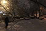 Przewrócone drzewo przy ul. Chrobrego