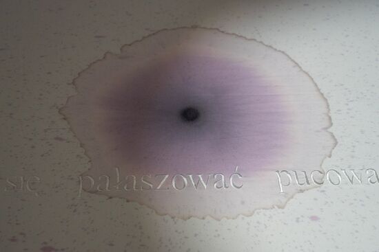 Performance gastronomiczny 