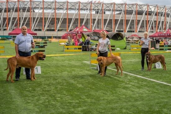 XIV Międzynarodowa Wystawa Psów Rasowych 