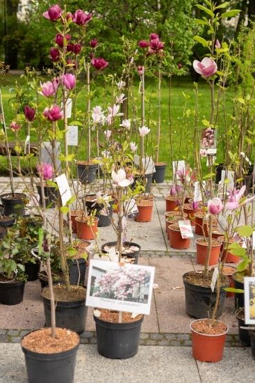 Jarmark "Kresowy Ogród"