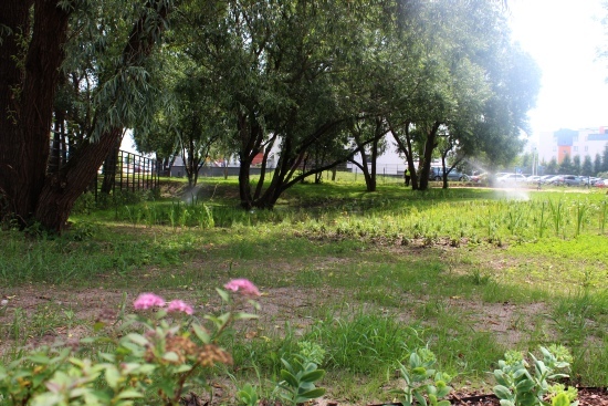 Ogród deszczowy przy al. Tysiąclecia